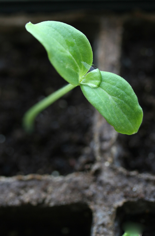 This personal seed starting planner is helpful when starting seed indoors.